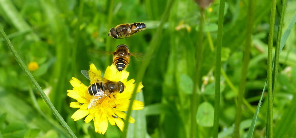 ABC - Atlas de la biodiversité communale - aide financière OFB