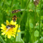 ABC - Atlas de la biodiversité communale - aide financière OFB